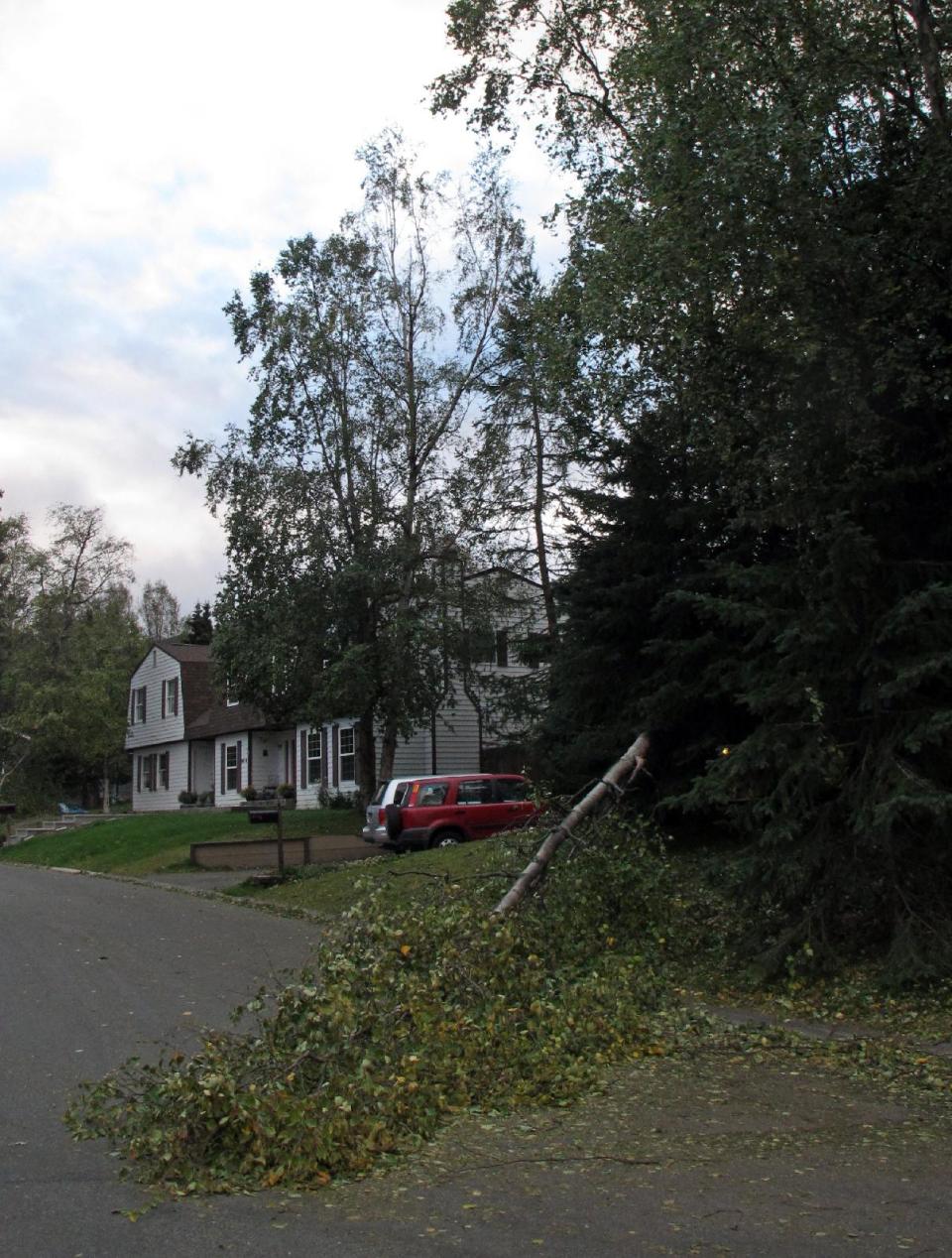 A tree partially blocks Pioneer Drive in east Anchorage, Alaska, on Wednesday, Sept. 5, 2012. A massive windstorm uprooted trees, knocked out power and closed schools in Anchorage. (AP Photo/Mark Thiessen)