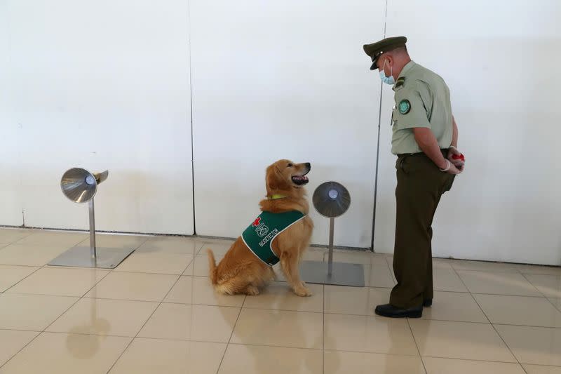 FILE PHOTO: Sniffer dogs trained to detect the coronavirus disease (COVID-19) in highly frequented places in Santiago