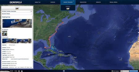 A computer screenshot shows the track of a great white shark named Katherine as it swims down the east coast of the United States in this handout photo provided by Ocearch.org on June 2, 2014. REUTERS/OCEARCH.org/Handout via Reuters