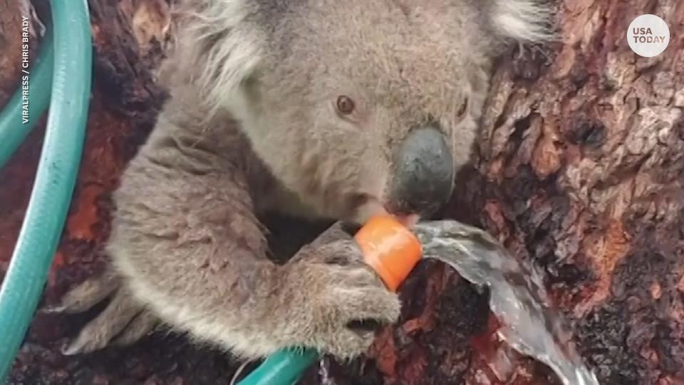 Thirsty koala drinks water from garden hose on hot Australia day