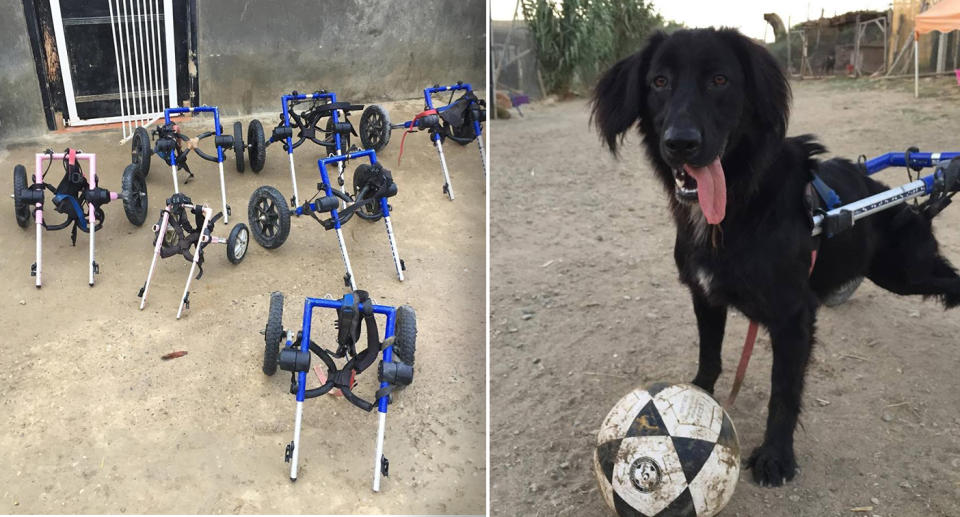 SFT Animal Shelter prepared the wheelchairs for the dogs, while Sooty (right) plays with a soccer ball at the shelter in Morocco.