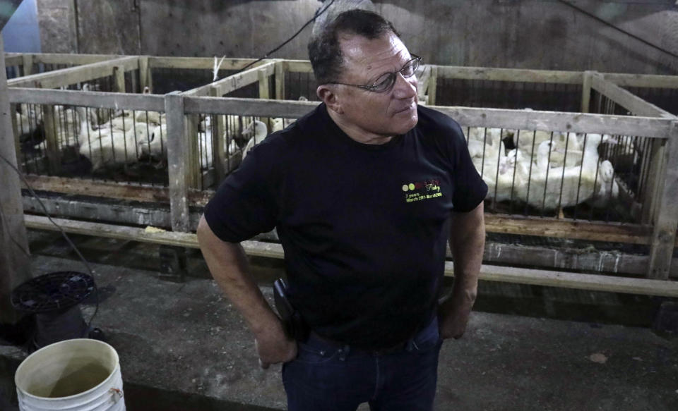 CORRECTS TO HUDSON VALLEY FOIE GRAS INSTEAD OF HIDDEN VALLEY FOIE GRAS In this July 18, 2019 photo, Izzy Yanay, co-founder of the duck farm Hudson Valley Foie Gras, tours a barn of mature Moulard ducks that will be force-fed to produce the delicacy foie gras at the farm in Ferndale, N.Y. A New York City proposal to ban the sale of foie gras, the fattened liver of a duck or goose, has the backing of animal welfare advocates, but could mean trouble for farms outside the city that are the premier U.S. producers of the French delicacy. (AP Photo/Bebeto Matthews)