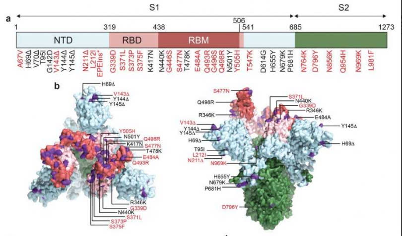 美國波士頓大學實驗室開發出新的新冠病毒株。（圖／翻攝自「bioRxiv」）