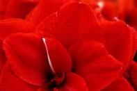 A Hippeastrum is displayed at the RHS Chelsea Flower Show in London, Britain, May 23, 2017. REUTERS/Neil Hall/Files