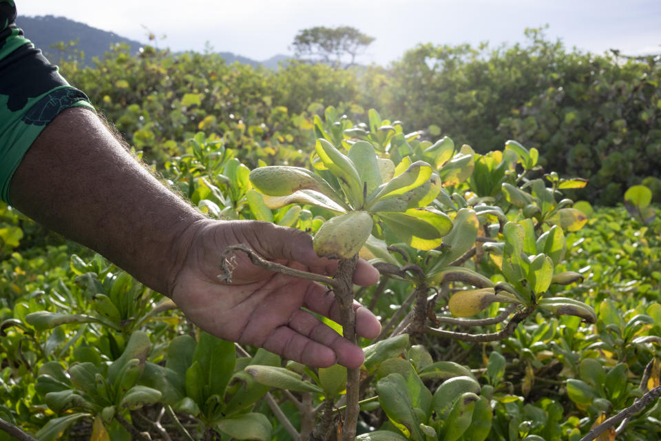 Pérez holds a beach cabbage. (Andrea Hernández Briceño for The Washington Post)