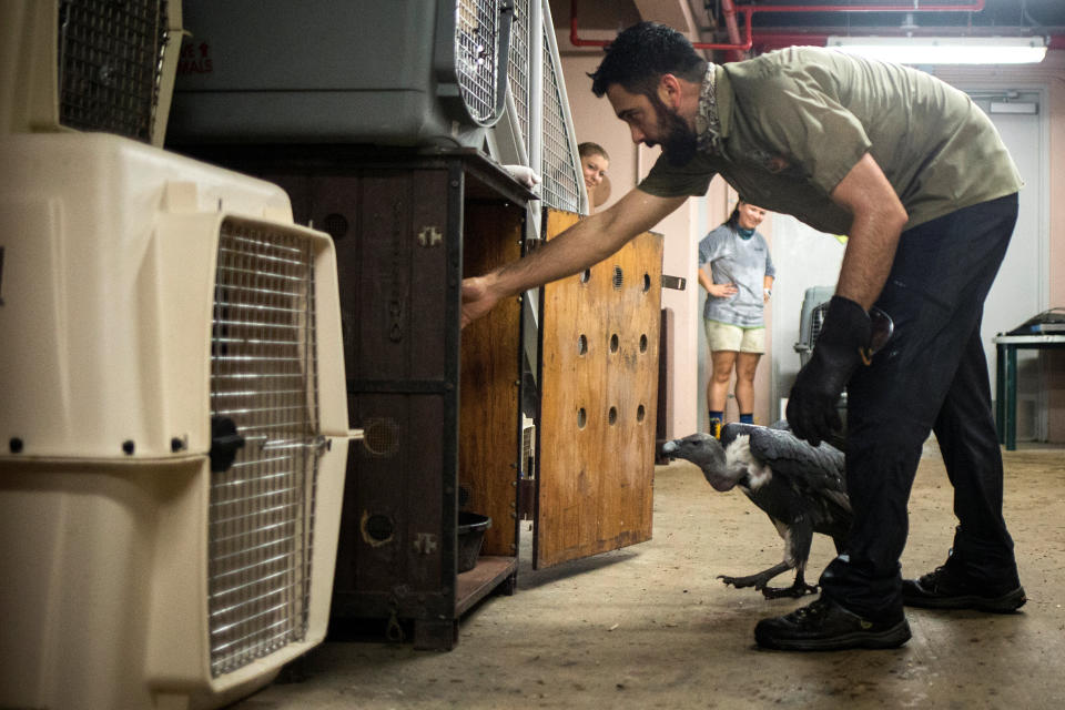 A zookeeper guides an Indian white-rumped vulture into&nbsp;a crate.