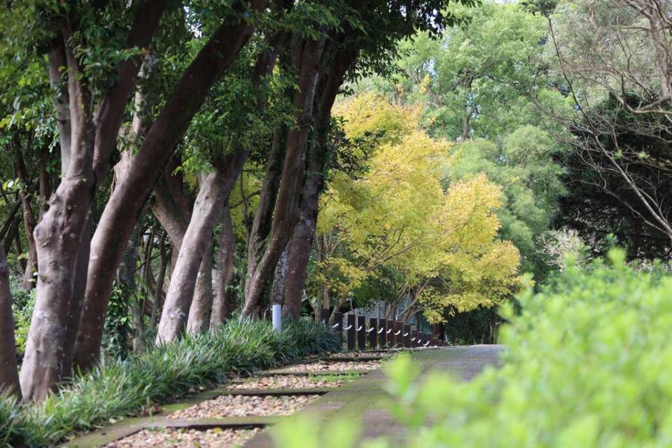 陽明山花卉試驗中心的黃楓已轉色。   圖：台北市政府工務局／提供