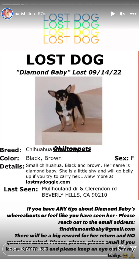 Paris Hilton shares details about her lost dog, Diamond Baby, on her Instagram Story. (Paris Hilton/Instagram Story)