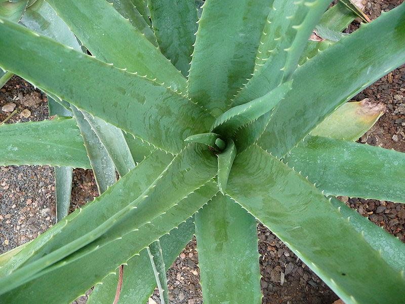 Aloe Vera 