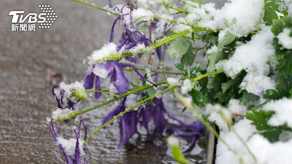 已經盛開的鮮花被積雪覆蓋。（圖／達志影像美聯社）