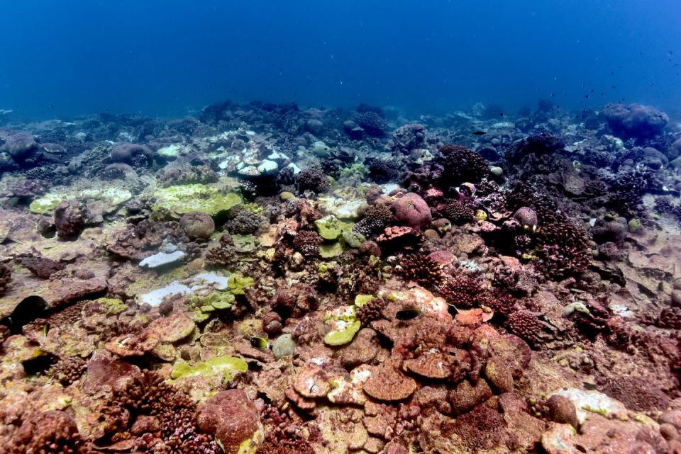 A reef on Kiritimati (Christmas Island) at the end of the 2015-16 marine heat wave where some Porites lobata colonies survived (yellow/tan colours), some were alive but bleached (white colonies), and some died along with the rest of the reef (red/purple/pink colours of turf algae covering dead colonies). (Danielle Claar), Author provided.