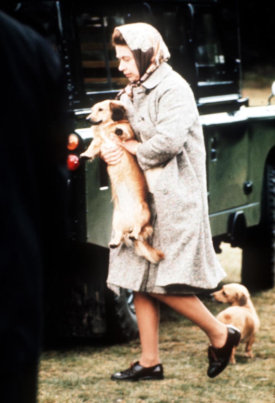 The Queen carries one of her pet dogs at Windsor Great Park.  Photo.  Anwar Hussein 