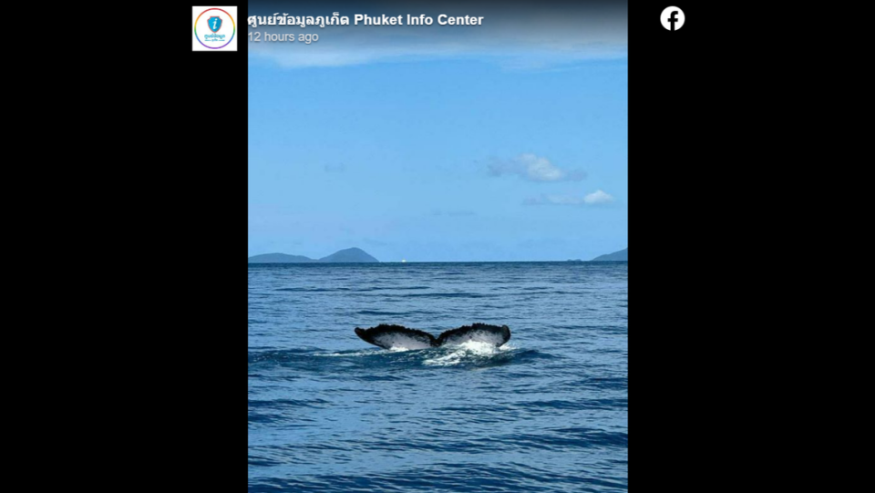 Es apenas la segunda vez que se ve una ballena jorobada en aguas tailandesas, según los expertos.