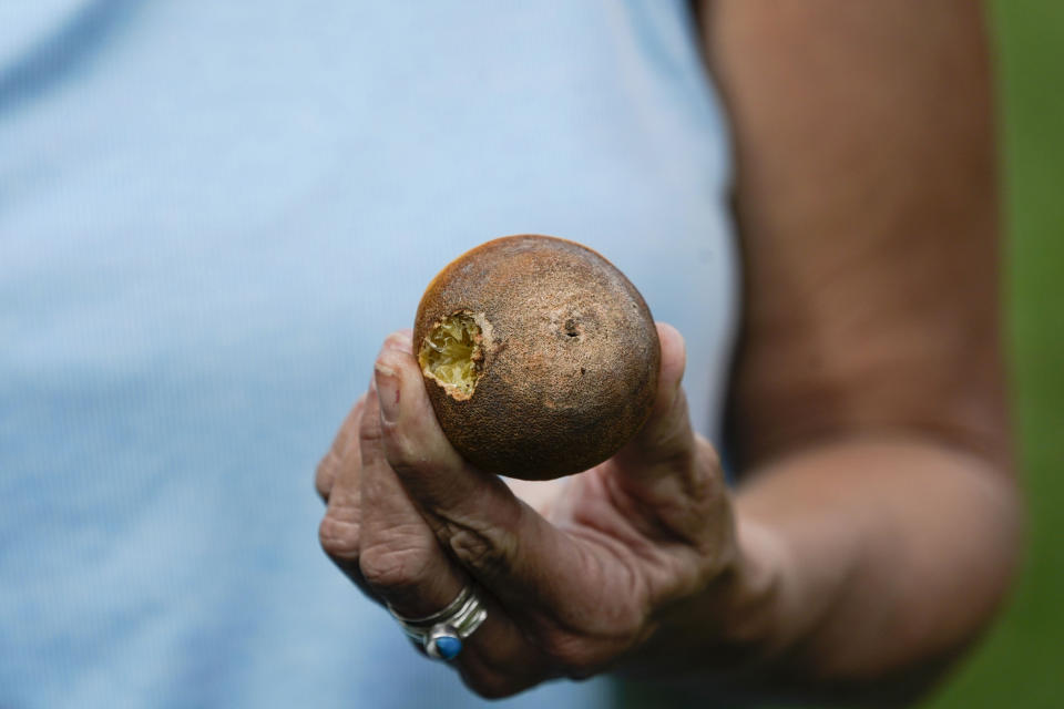 Kim Dillon, manager at Ben & Ben Becnel, Inc. shows damage from the recent drought and heatwave in one of their groves in Plaquemines Parish, La., Thursday, Sept. 28, 2023. Citrus farmers in the southeast corner of Louisiana are scrambling to protect and save their crops from salt water, which for months has polluted the fresh water they use for irrigation. A mass flow of salt water from the Gulf of Mexico continues to creep up the Mississippi river and threaten Louisiana communities water used for drinking, cooking and agriculture. (AP Photo/Gerald Herbert)