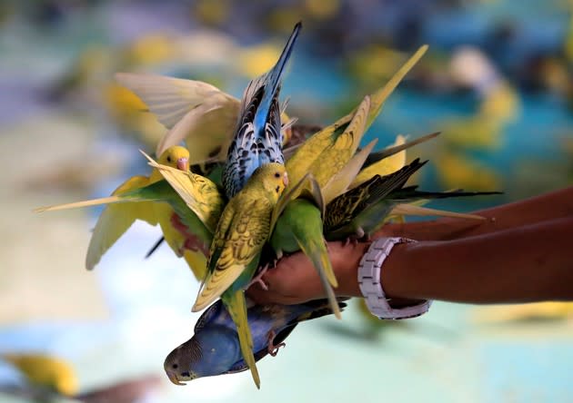 Budgies perch on a visitor’s hands at the Ocean Park theme park in Manila, Philippines, on September 10, 2016. <a href="http://www.theatlantic.com/photo/2016/10/animals-in-the-news/504392/?utm_source=yahoo" rel="nofollow noopener" target="_blank" data-ylk="slk:See more animals in the news here.;elm:context_link;itc:0;sec:content-canvas" class="link ">See more animals in the news here.</a> (Romeo Ranoco / Reuters)