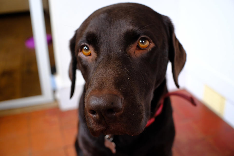 A brown Labrador dog photographed with the TTArtisan 25mm F/2 lens for Fujifilm X mirrorless cameras