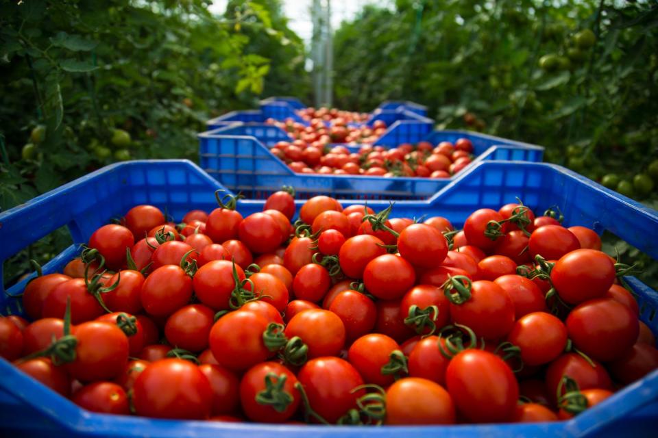 Haufen von Tomaten