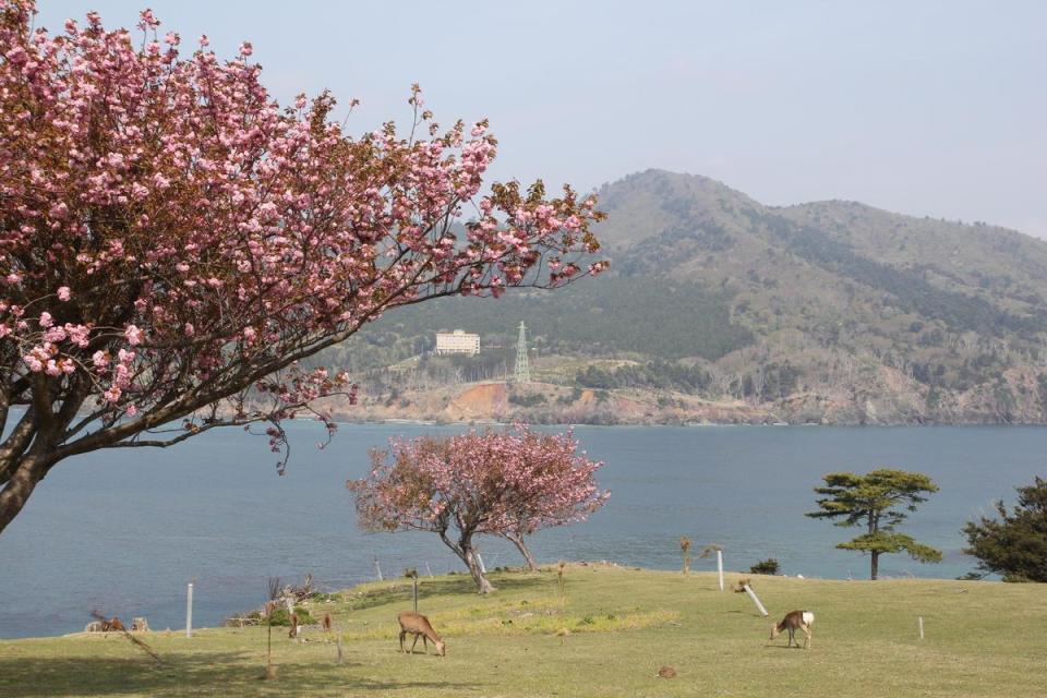 櫻花季節來到金華山，可以同時賞鹿又賞櫻。（Visit MIYAGI提供）