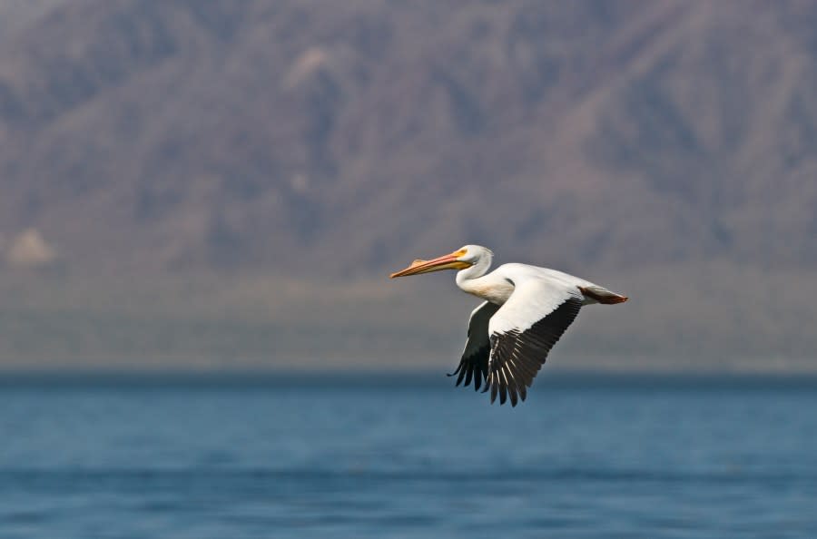 American White Pelican, Pelecanus erythrorhynchos, Salton Sea, California. (Photo by: David Tipling/Education Images/Universal Images Group via Getty Images)