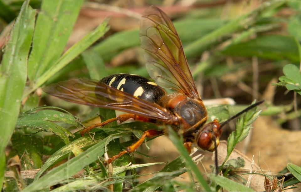 Cicada Killing Wasp