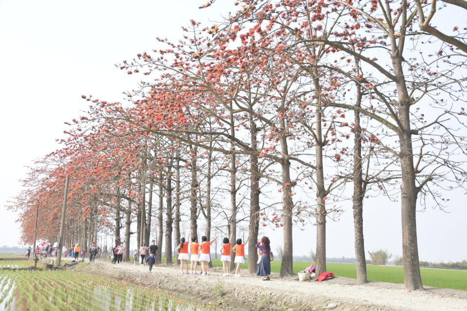 彰化竹塘鄉的木棉花道每年花季都會吸引許多賞花遊客(圖片來源：彰化縣政府)