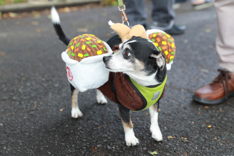 NYC pups in cute and creative costumes for annual Halloween Dog Parade