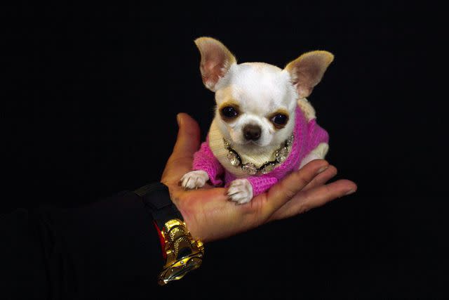GUINNESS WORLD RECORDS Pearl the chihuahua