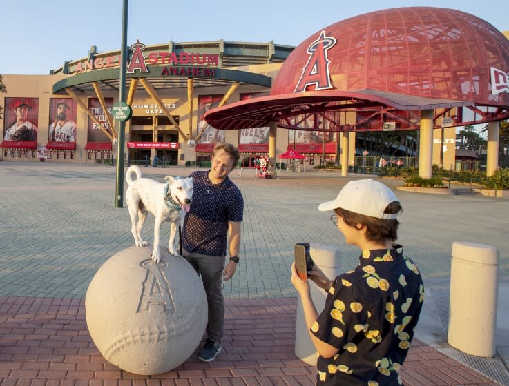 Anaheim, CA - August 24: Angels fans Jason Fry and wife Natsumi Fry, of Orange, take photos with their dog Benny, in front of Angel Stadium as the Angels play the Tampa Bay Rays away in Tampa Bay Wednesday, Aug. 24, 2022. (Allen J. Schaben / Los Angeles Times) For Angels loyalists, the team is a source of Orange County pride, even when they're losing. The family-friendly stadium, rally monkey mascot and mostly well-mannered fans are a stark contrast to the rival Dodgers in Los Angeles, fans say - and they like that. While fans don't care much for the team's owner, they are notoriously loyal to the franchise itself. The fan base was built over a 60-year period, and the really hardcore fans still look at the team to some degree as the "cowboy's team" led by Gene Autry. Being overshadowed by the Dodgers only adds to their distinct sense of identity, as do marquee stars like Mike Trout and Shohei Ohtani who dazzle amid losing seasons.