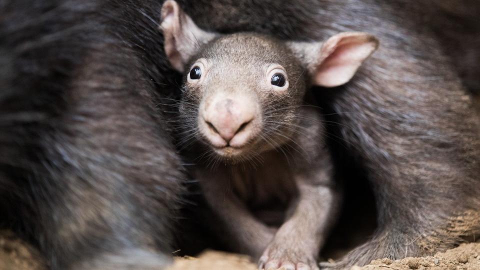 Der kleine Wombat Apari schaut aus dem Beutel seiner Mutter Tinsel. Auch er produziert wie alle Wombats würfelförmigen Kot. Foto: Rolf Vennenbernd