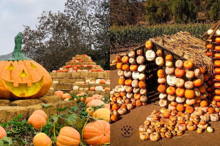 ¡Calabazas, flores y magia de otoño! Regresa la maravillosa “Ruta del Maíz” a Tijuana