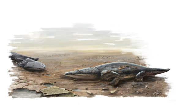 A salamander creature that lived between 220 million and 230 million years ago would've been the size of a small car.