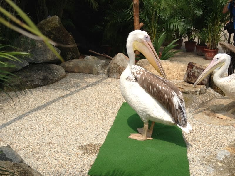 Up close with the effortlessly cool pelicans.