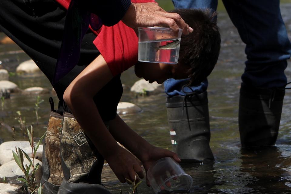 A student from Okanagan Indian Band’s Cultural Immersion School releases their salmon fry into the Salmon River in syilx Okanagan territory during a ceremonial release hosted by the Okanagan Nation Alliance on June 19, 2024. Photo by Aaron Hemens