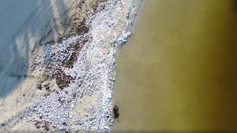 A scene from drone footage that captures thousands of dead fish along the shore