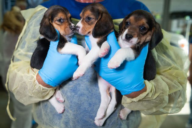 Beagle puppies taken from a breeding facility in Virginia in 2022 are seen in Maryland. The puppies were bred for laboratories but were rehomed after the facility was found to be violating the federal Animal Welfare Act.