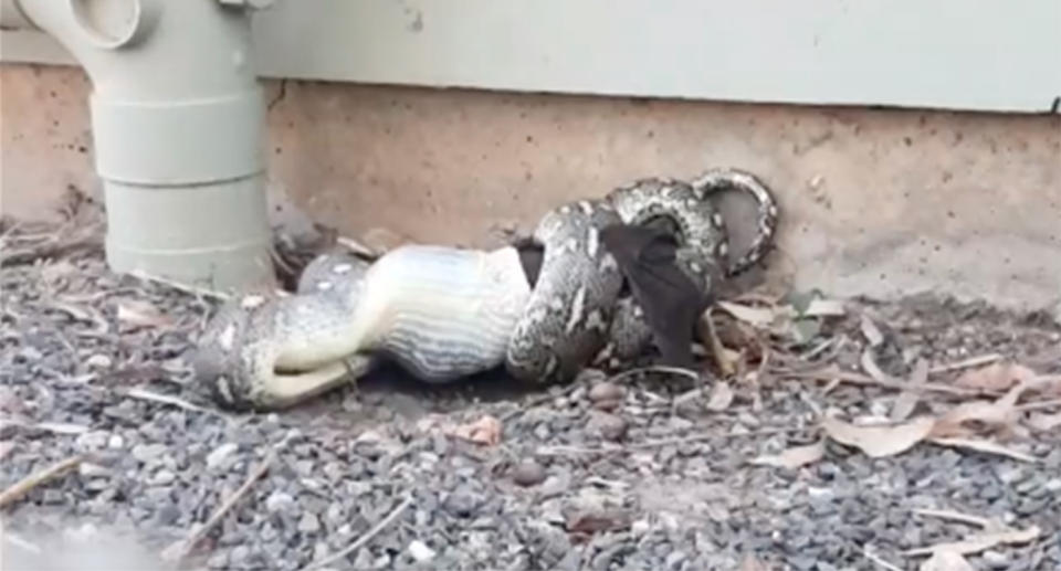 A python constricts and eats a bat in a Bundaberg, Queensland backyard.