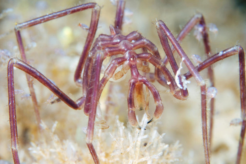 A close-up view of a sea spider with thin, elongated legs and a transparent body, observed among underwater flora