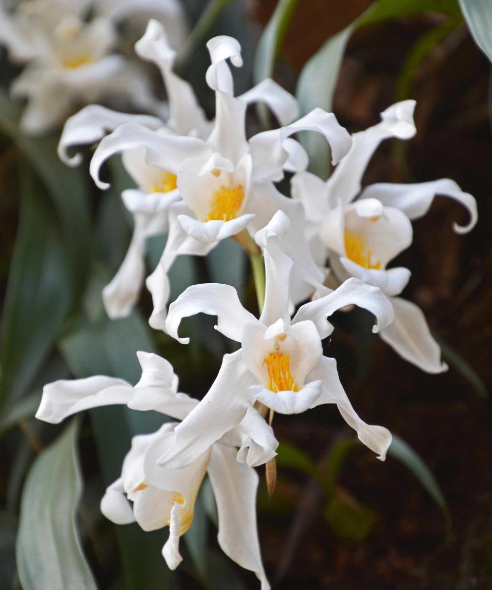 10. Coelogyne cristata