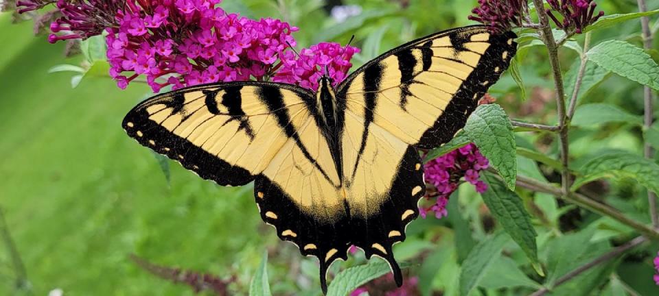 Eastern tiger swallowtails are relatively common in Wisconsin. This one
was photographed in Manitowoc County.