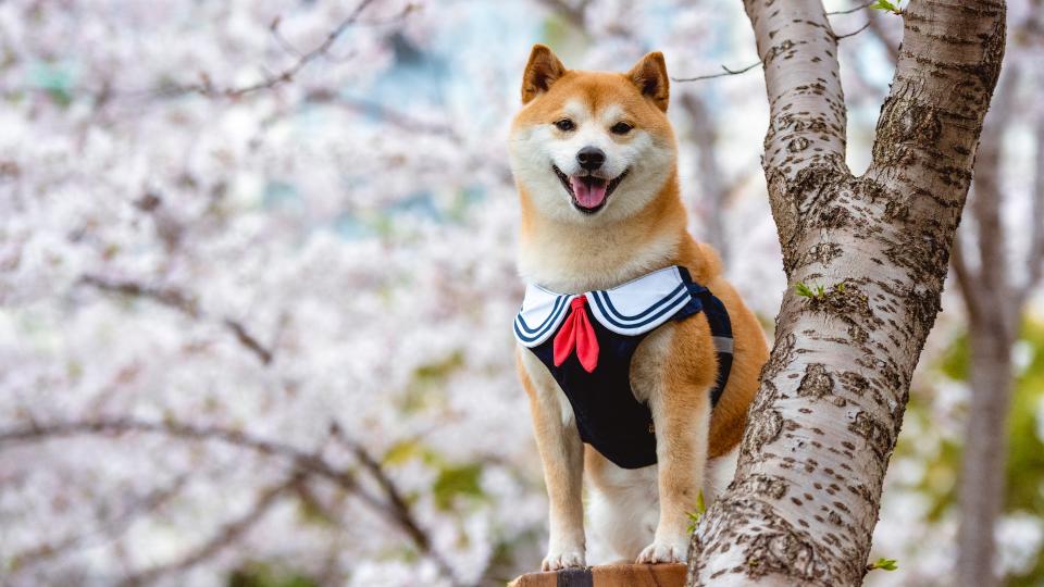 9. Shiba Inu