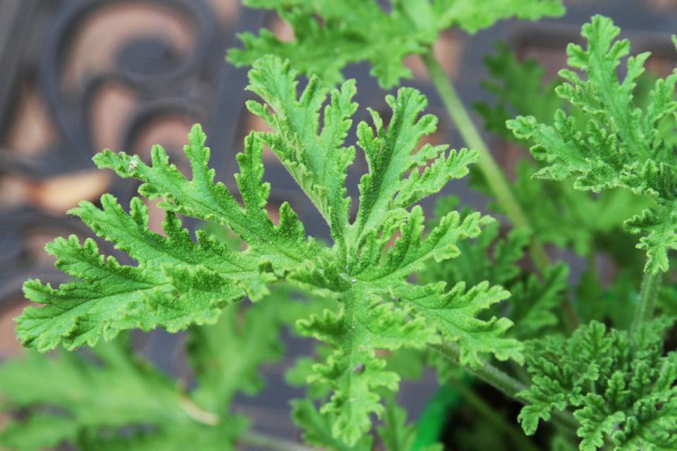 A close view of citronella plant leaves.