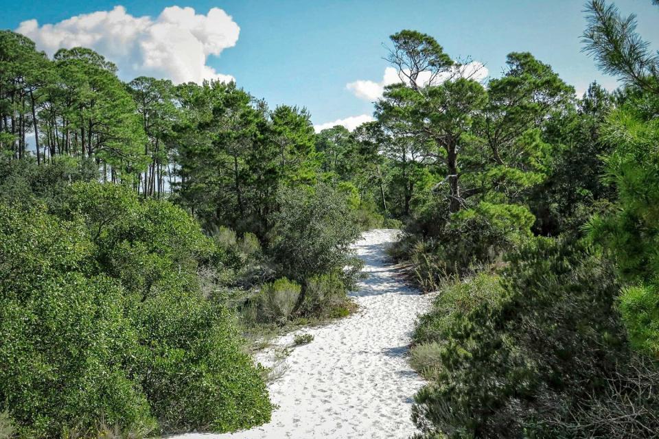 A sandy hill pathway lined with trees near the beach in Gulf Shores, Alabama
