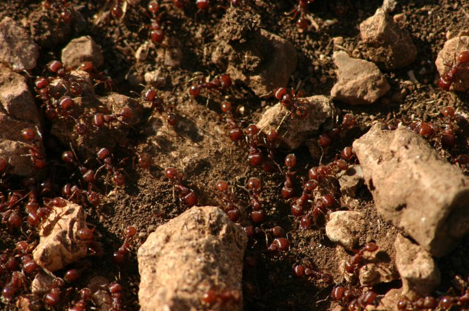 Colonia de hormigas rojas de fuego. <a href="https://commons.m.wikimedia.org/wiki/File:A_Texas_Ant_Colony.jpg#mw-jump-to-license" rel="nofollow noopener" target="_blank" data-ylk="slk:Wikimedia Commons / Win-Chi Poon;elm:context_link;itc:0;sec:content-canvas" class="link ">Wikimedia Commons / Win-Chi Poon</a>, <a href="http://creativecommons.org/licenses/by-sa/4.0/" rel="nofollow noopener" target="_blank" data-ylk="slk:CC BY-SA;elm:context_link;itc:0;sec:content-canvas" class="link ">CC BY-SA</a>