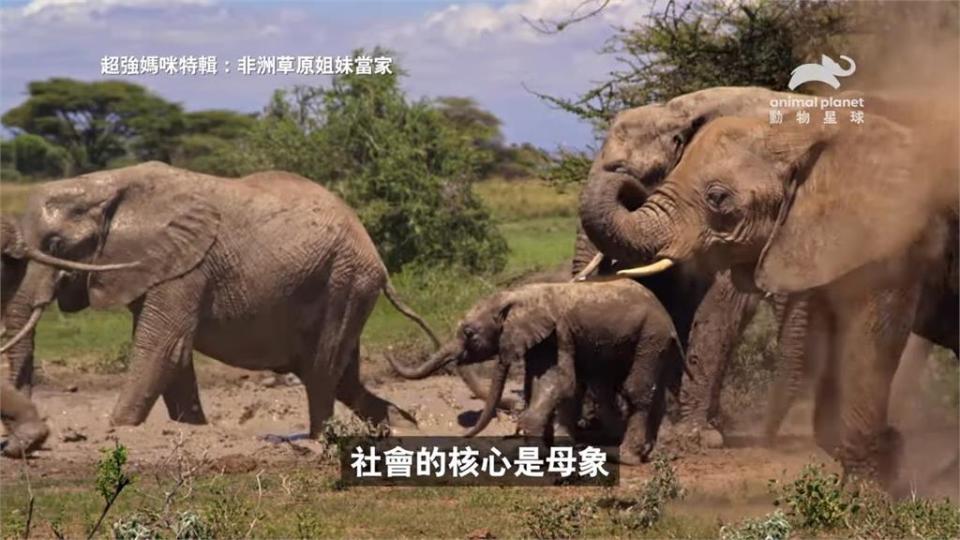 非洲草原女人當家　《超強媽咪特輯》一窺最強動物界母親