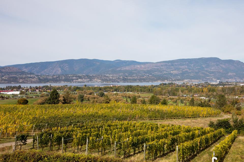 Grapevines for days in the Okanagan Valley.