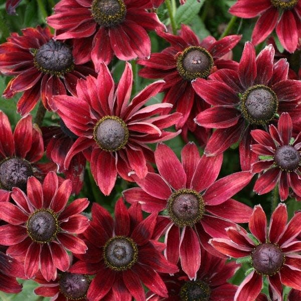 “Cherry Brandy” is a red twist on black-eyed Susans.