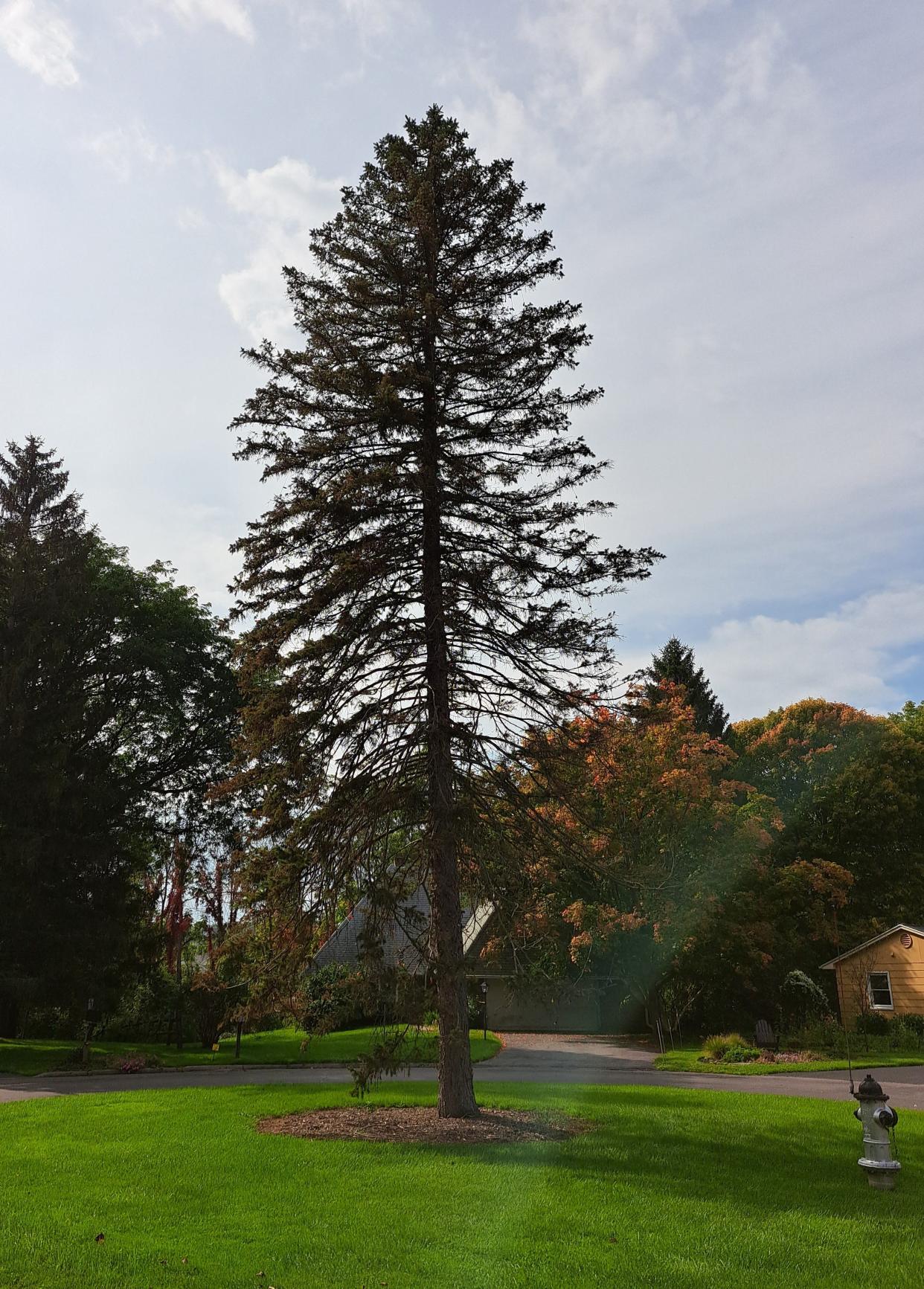 The spruce tree in the circle at the end of Holiday Lane in Canandaigua was dying and removed in January.