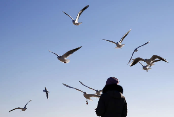 Im ukrainischen Odessa füttert eine Frau Möwen am Strand von Langeron. (Foto: Peter Cziborra/Reuters)