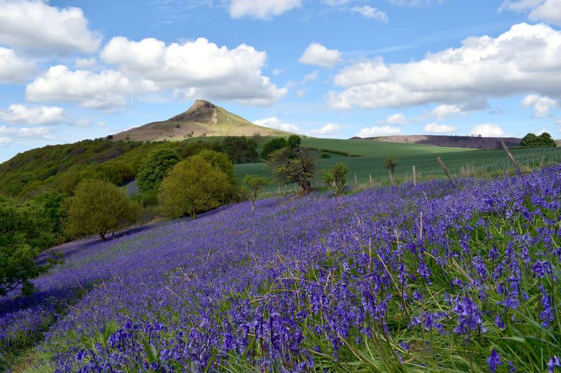 Bluebell Woods at Roseberry Topping