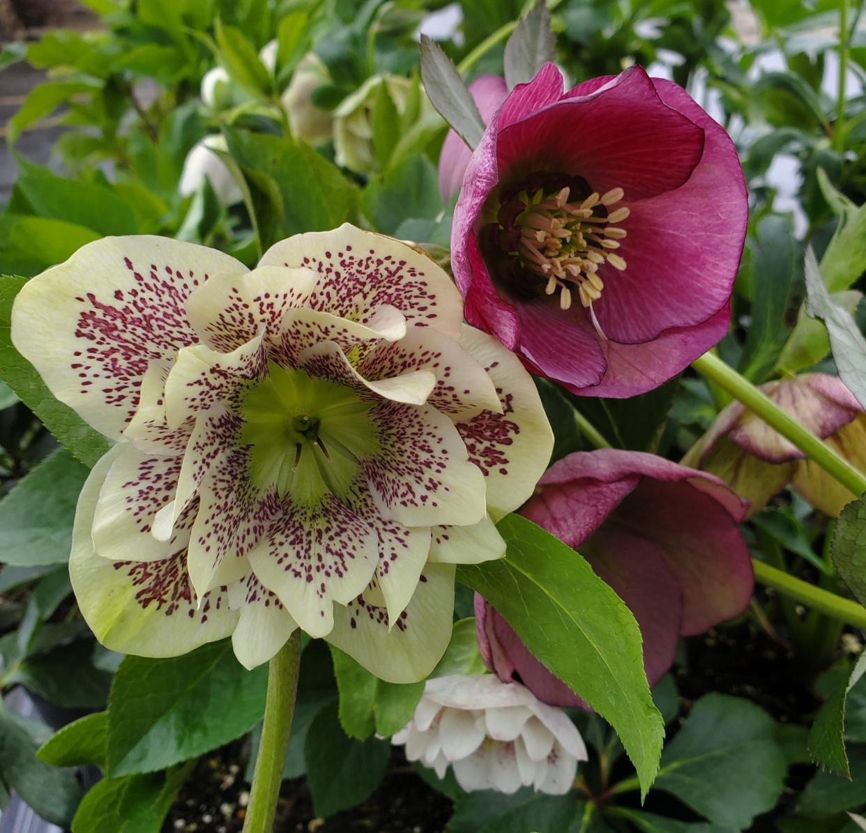 Hellebore Lenten Rose Confetti Cake (left) and Paris in Pink (right) are hardy choices for Midwestern gardens. Added bonus: they are deer-resistant. This hardy perennial is a welcome gift at Christmas.